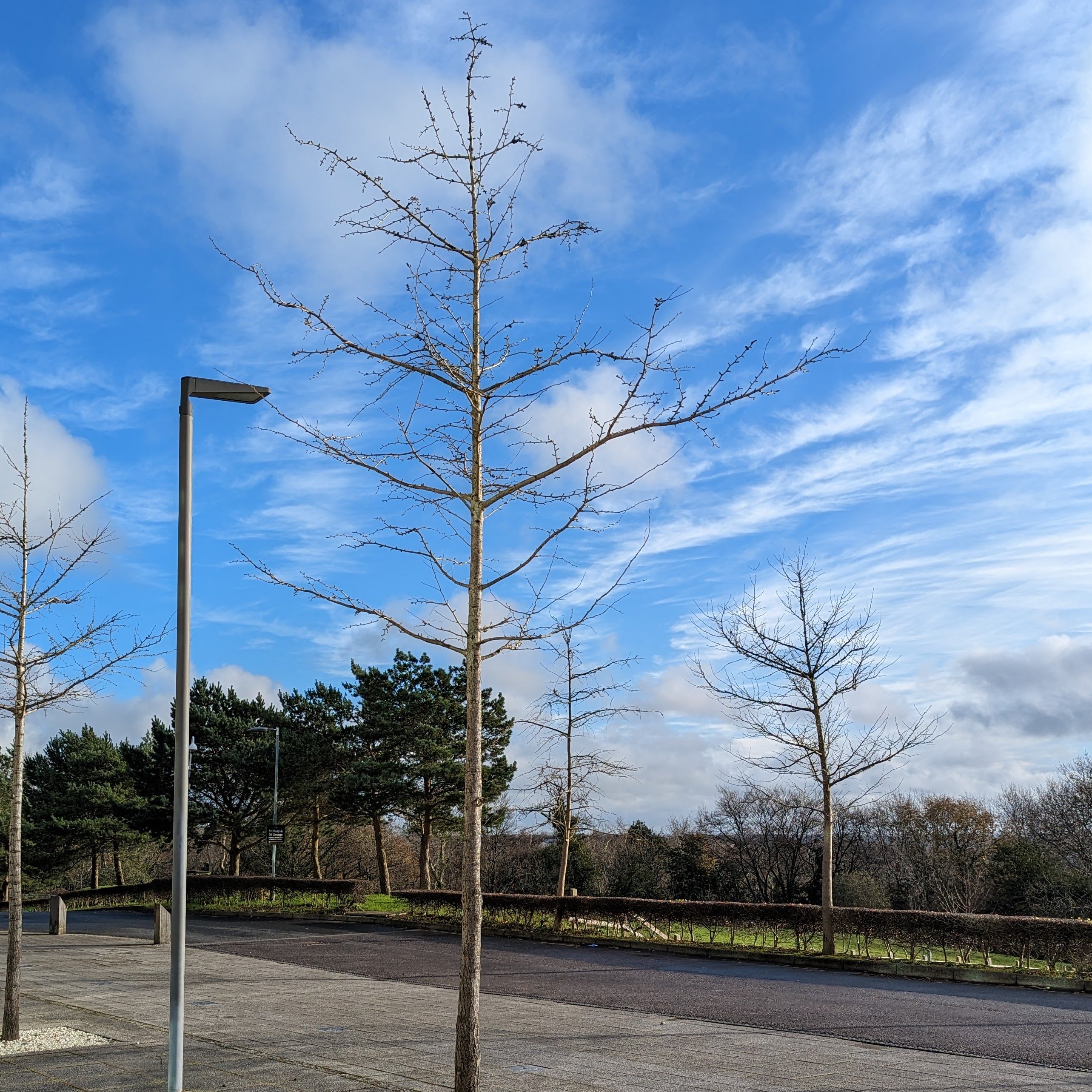 Tree in Plymouth Science Park with blue sky